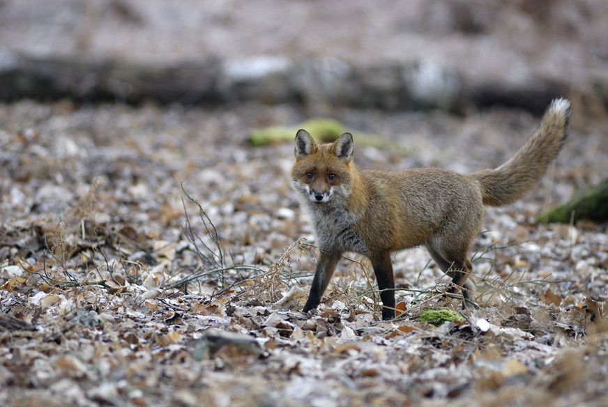 Renard roux