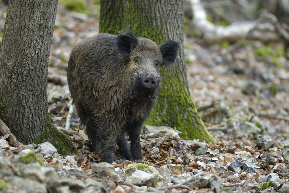 Sanglier d'europe