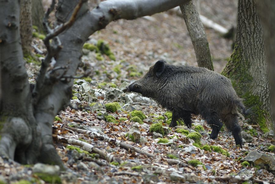 Sanglier mâle 