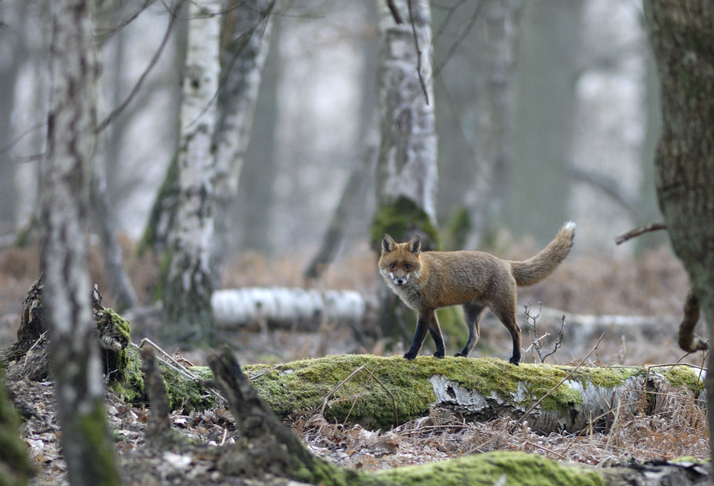 Renard roux