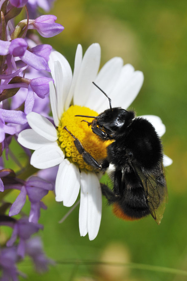 Bourdon rupestre (femelle ).