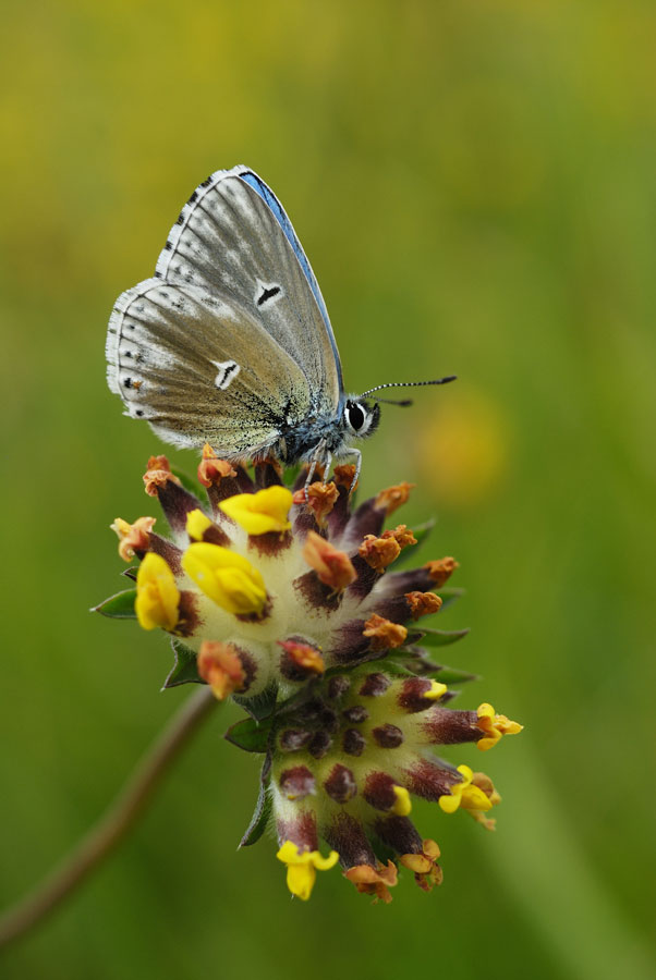 Argus bleu céleste (mâle aberrant)