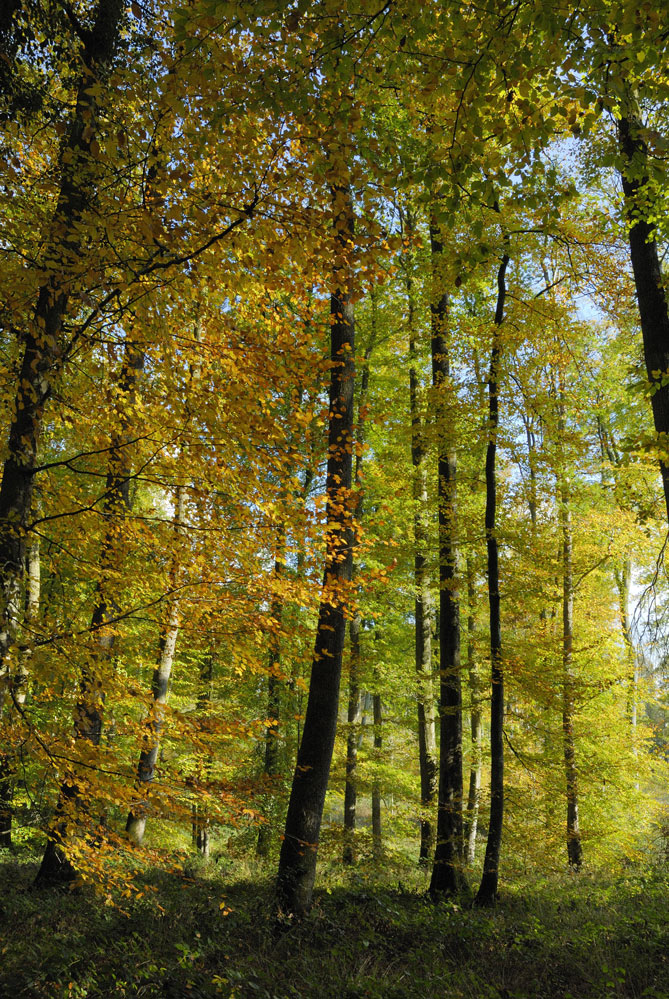 Lumière d'automne en Bellème