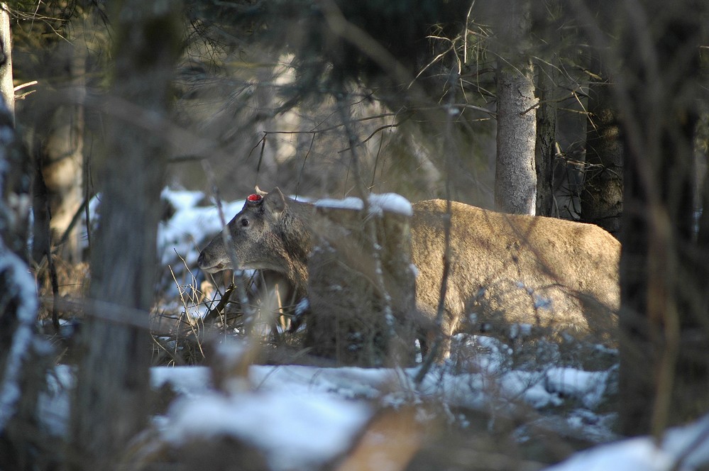 Cerf venant de perdre deux bois.