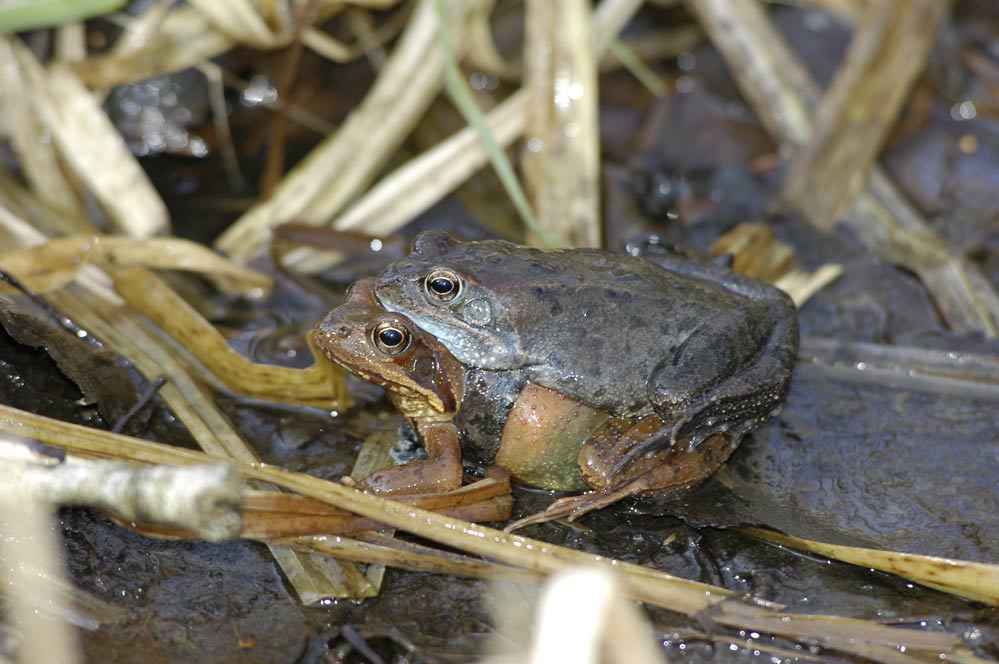 Grenouille rousse (amplexus axilaire)