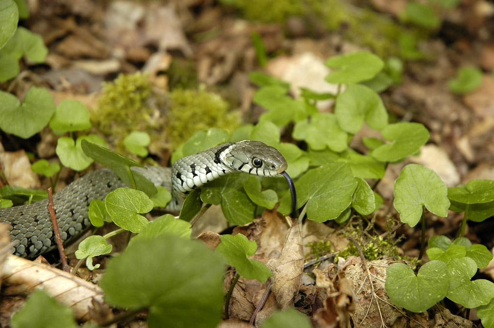 COULEUVRE A COLLIER