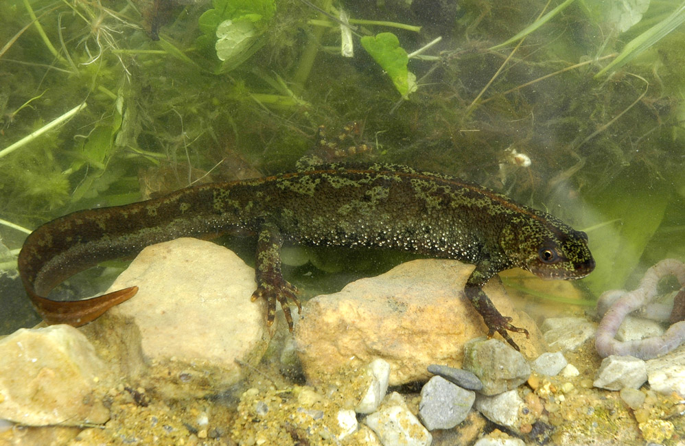 Triton de blasius ( hybride naturel T.cristatus X T.marmoratus)