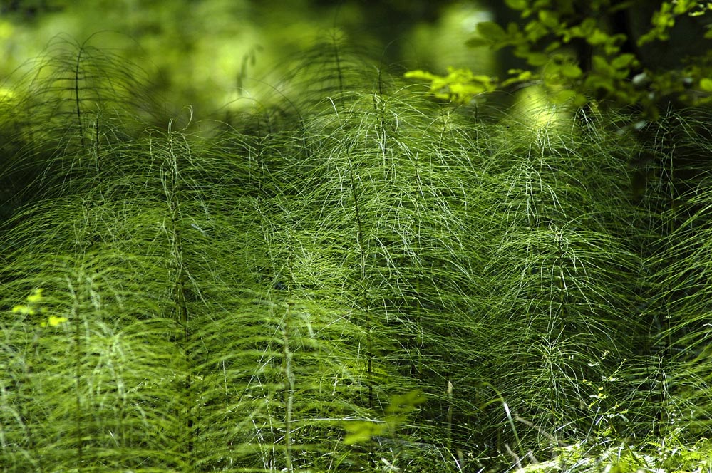 Presle des bois.