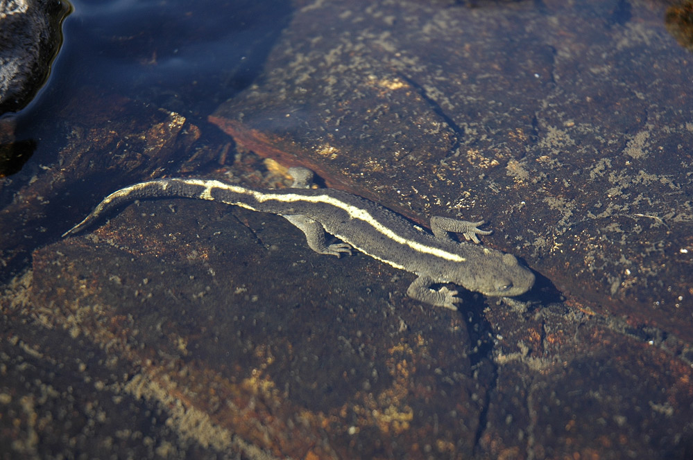 Euprocte des pyrénnées