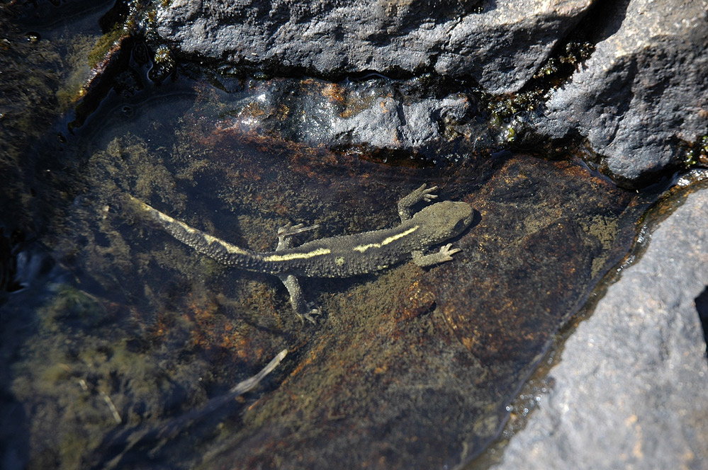 Euprocte des pyrénnées