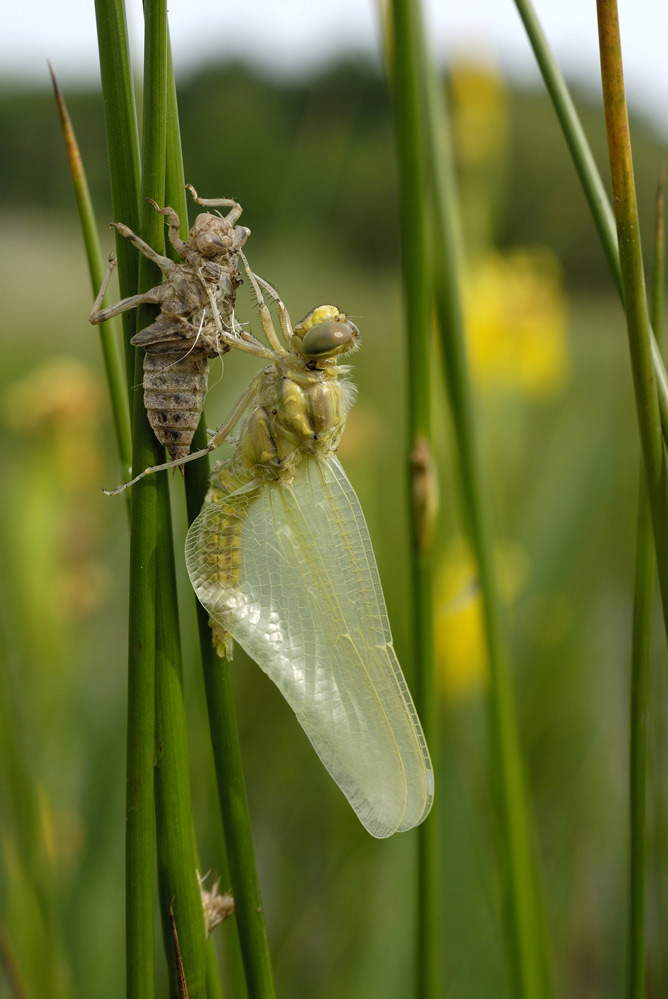 Libellule ( éclosion de l'insecte)