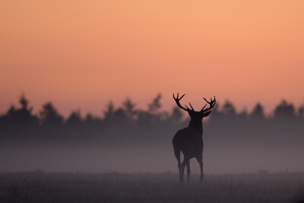 CERF au lever du jour.