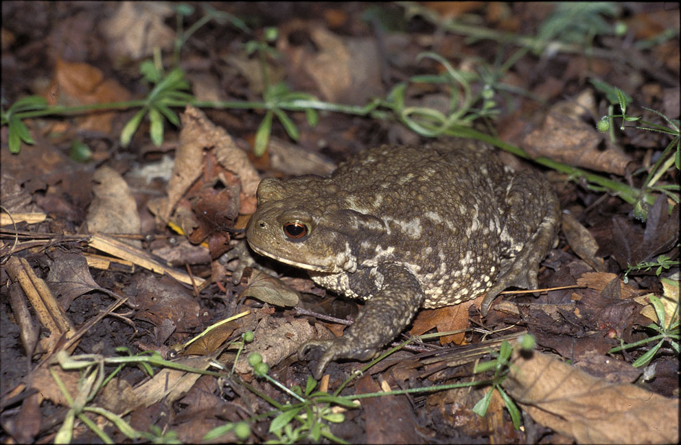 Crapaud commun