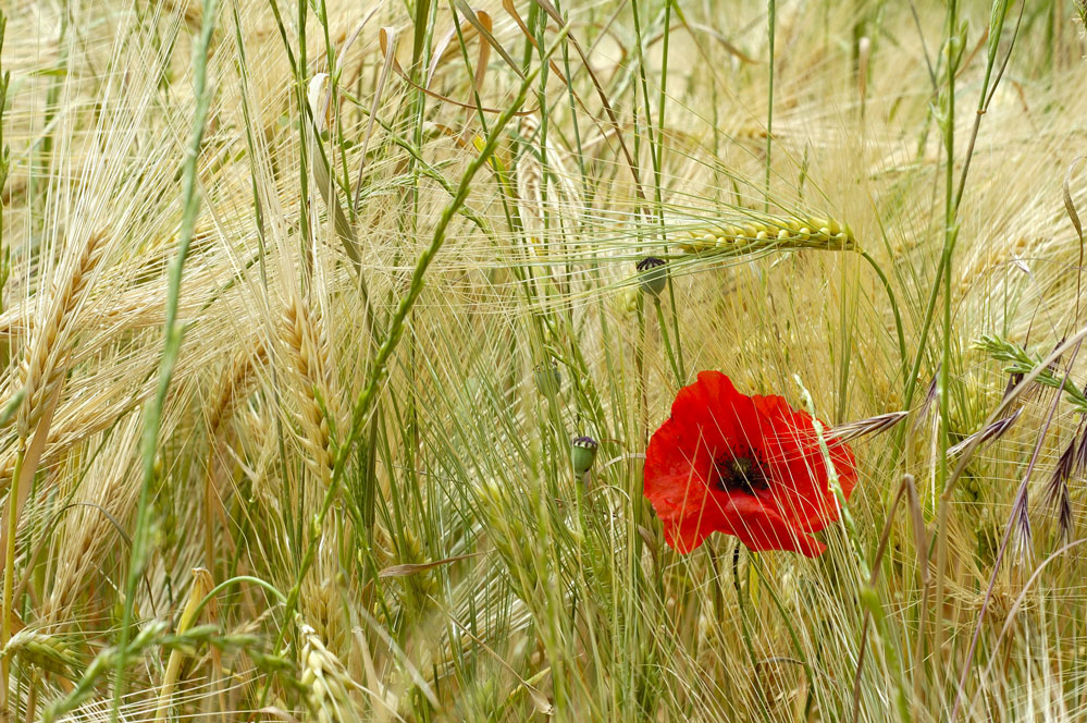 Coquelicot résistant parmi les céréales.