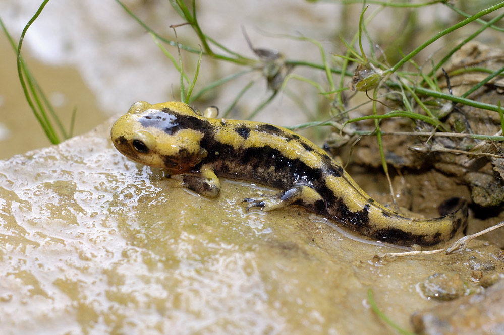 Salamandre tachetée ( immature à l'émergence )