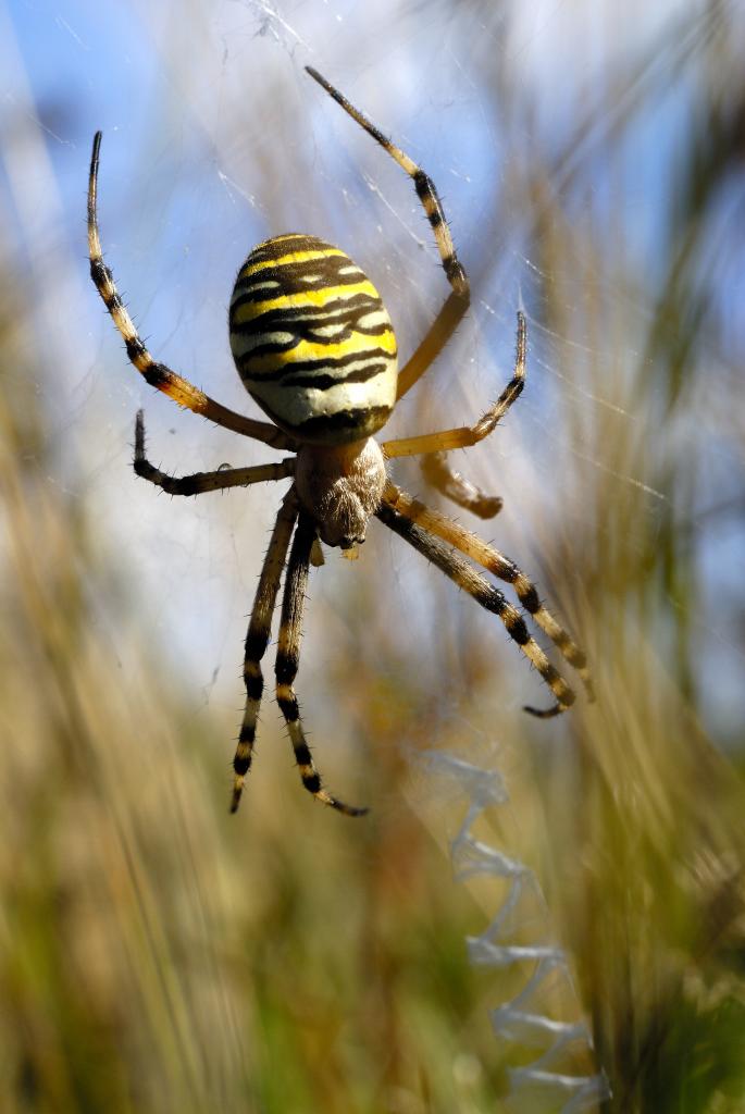 Argiope.