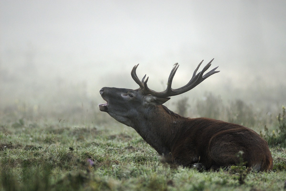 Cerf au brame.