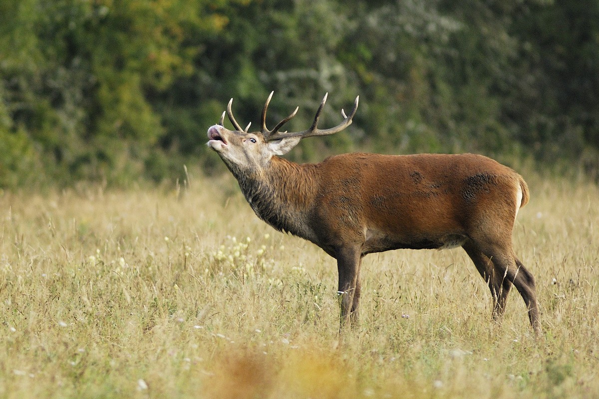 Cerf au brame ( flehmen ).