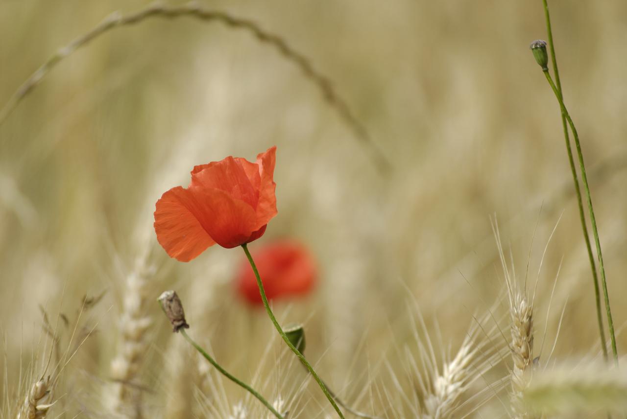 Coquelicot