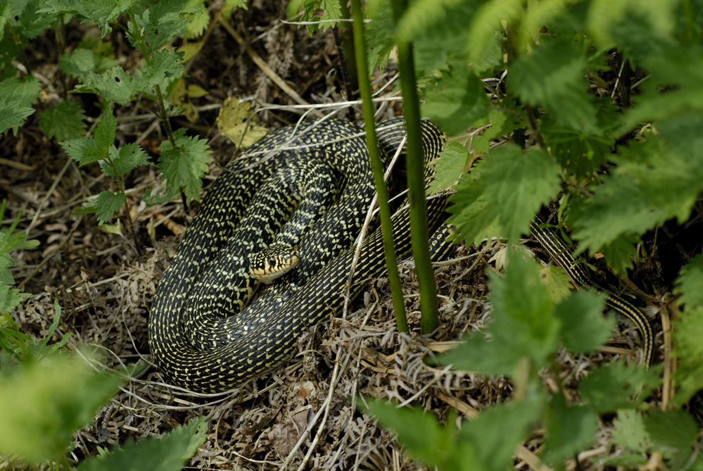 Couleuvre verte et jaune