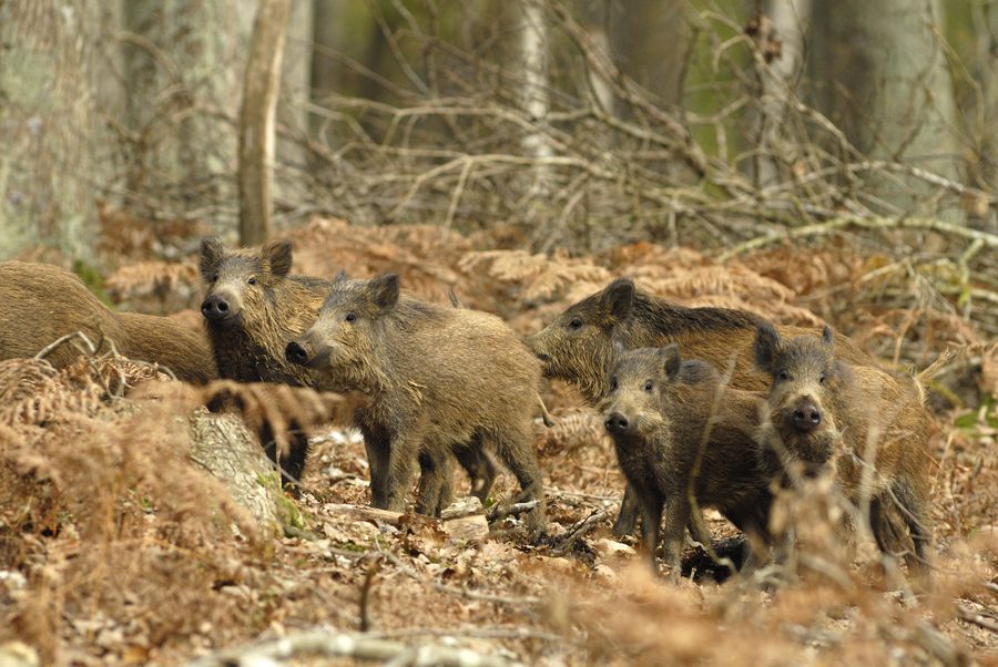 Compagnie de bêtes rousses