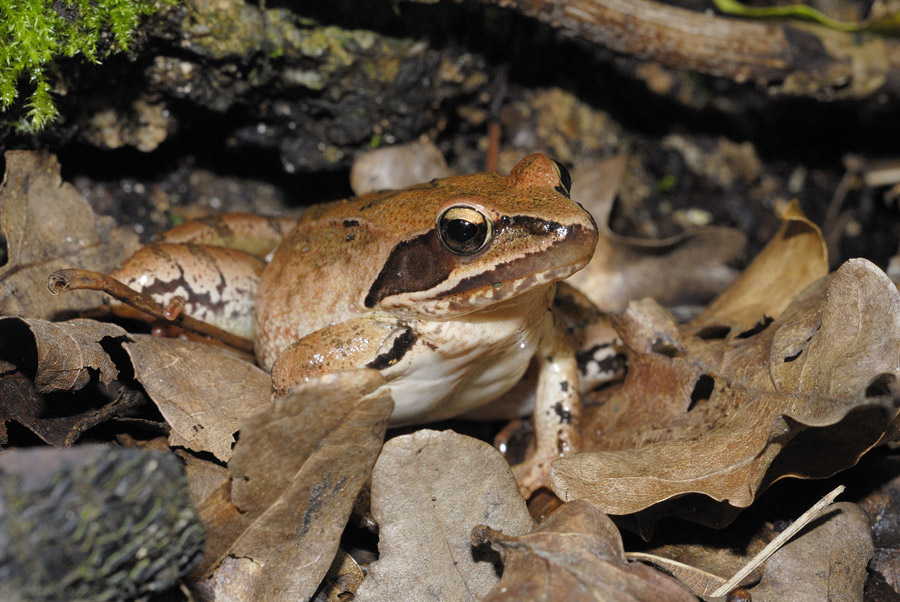 Grenouille agile