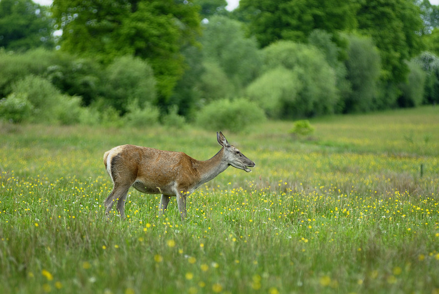 Biche