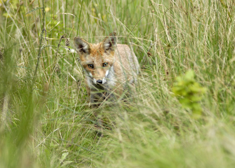 RENARD ROUX