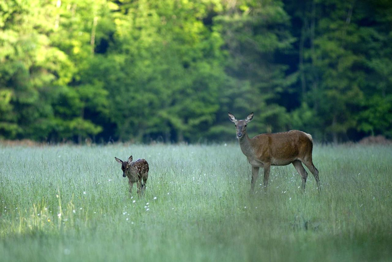 Biche et son faon.