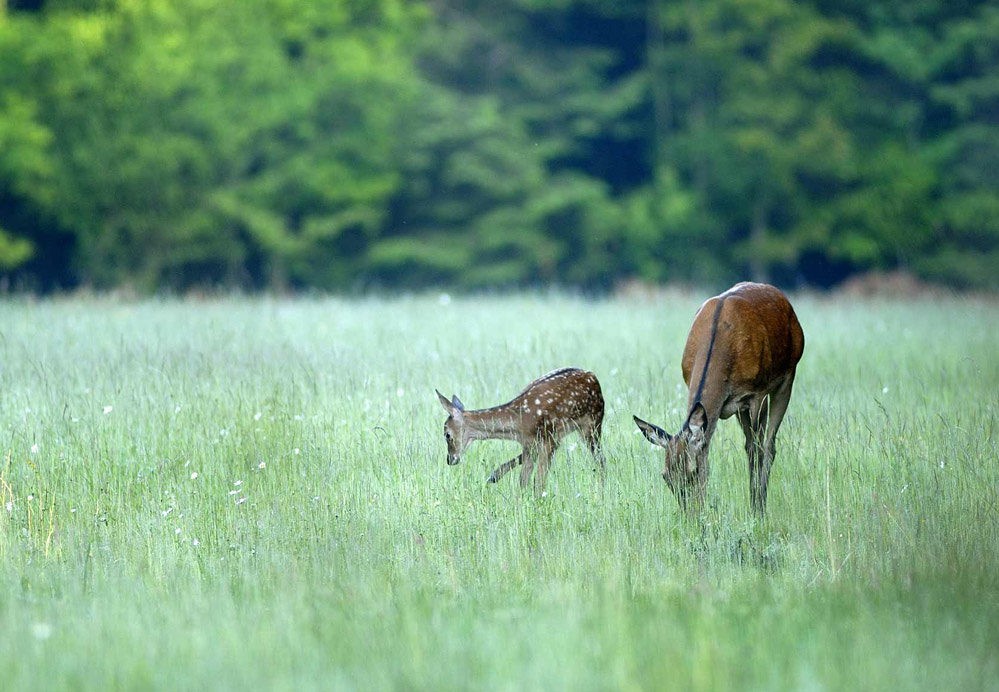 Biche et son faon.