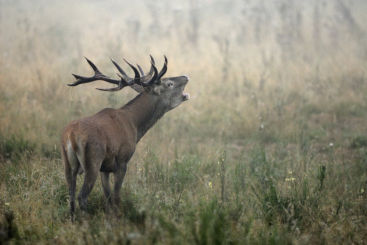 Cerf au brame.