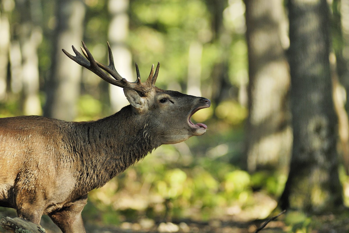 Cerf au brame.