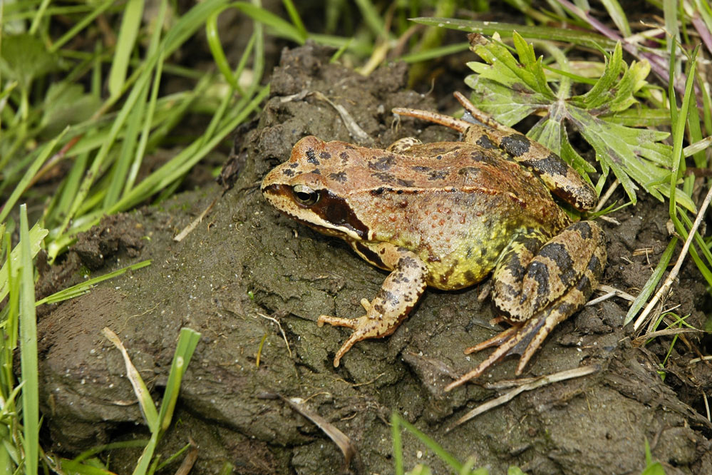 Grenouille rousse