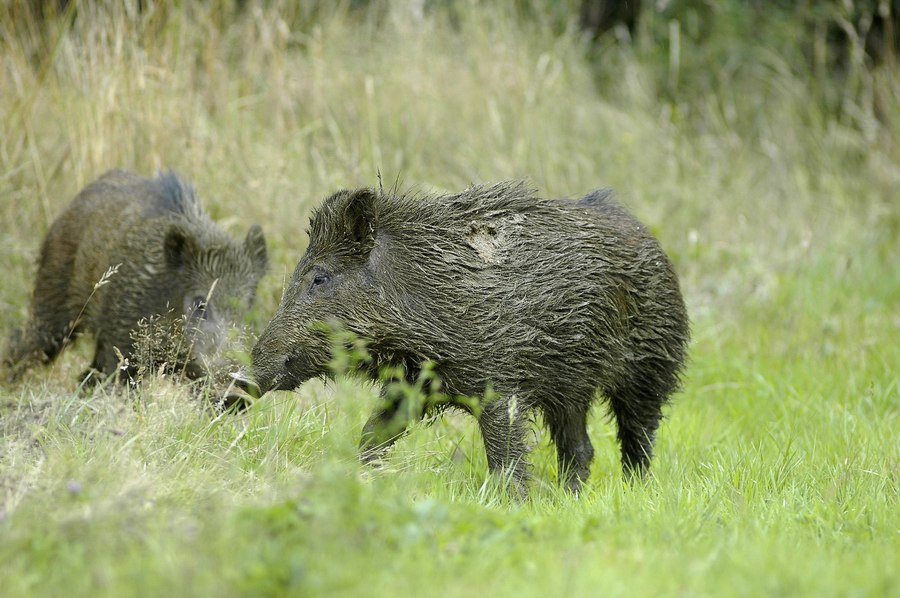 Jeunes animaux à la souille