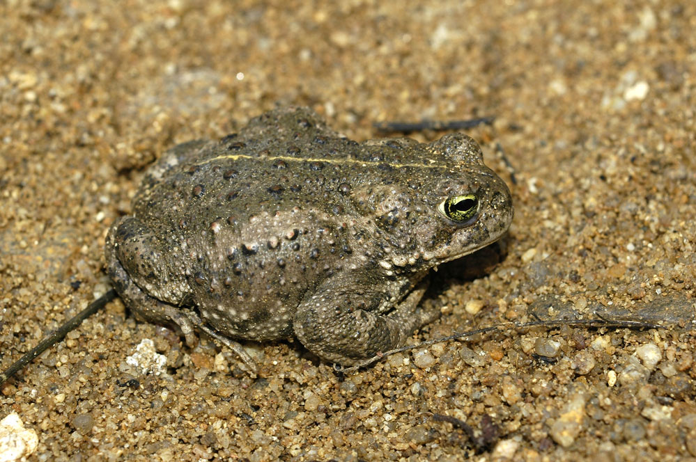 Crapaud calamite