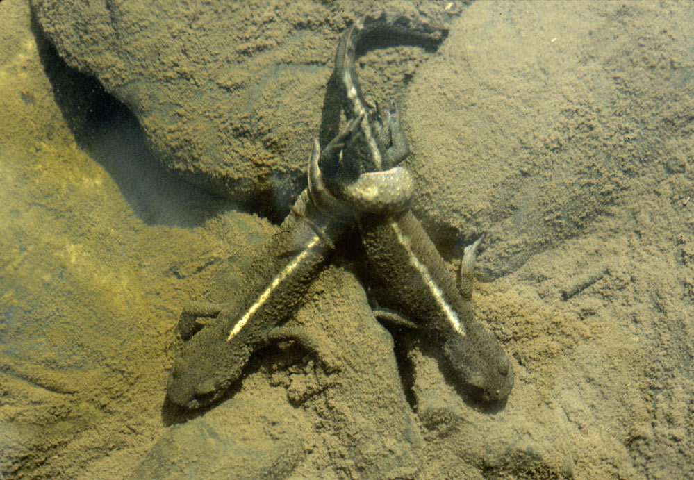 Euprocte des pyrénnées (amplexus lombaire)