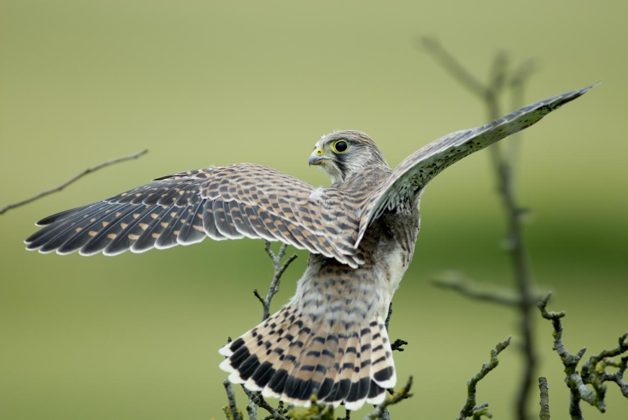 Faucon crécerelle ( jeune )