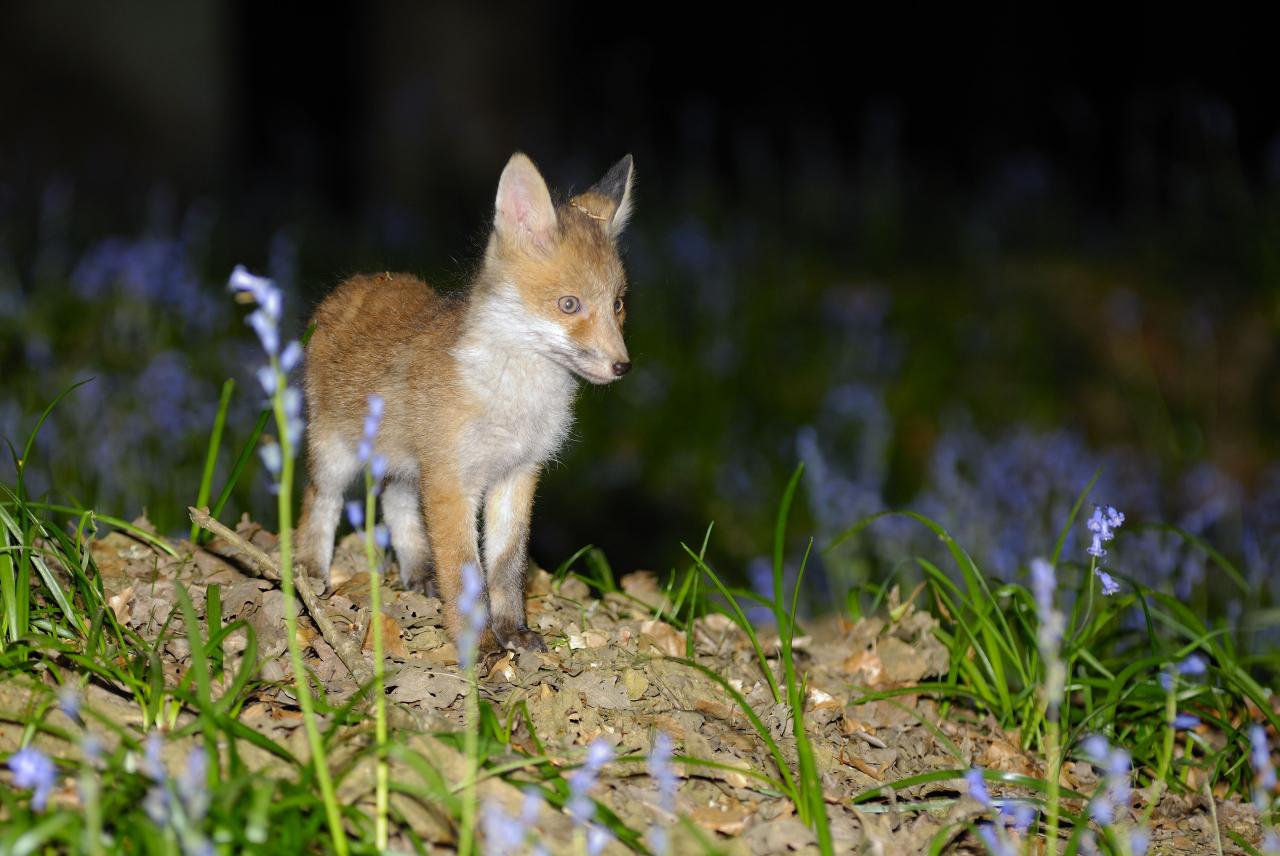 Renard roux ( jeune )