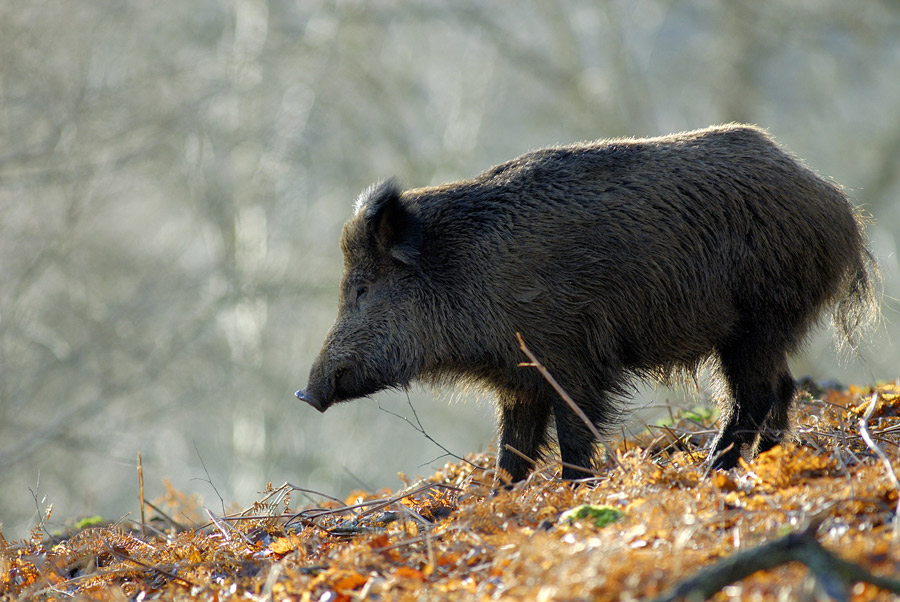 Sanglier d'europe