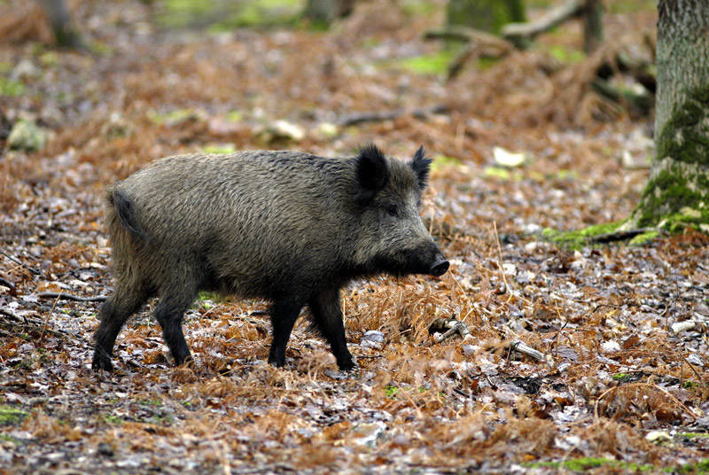 Sanglier d'europe