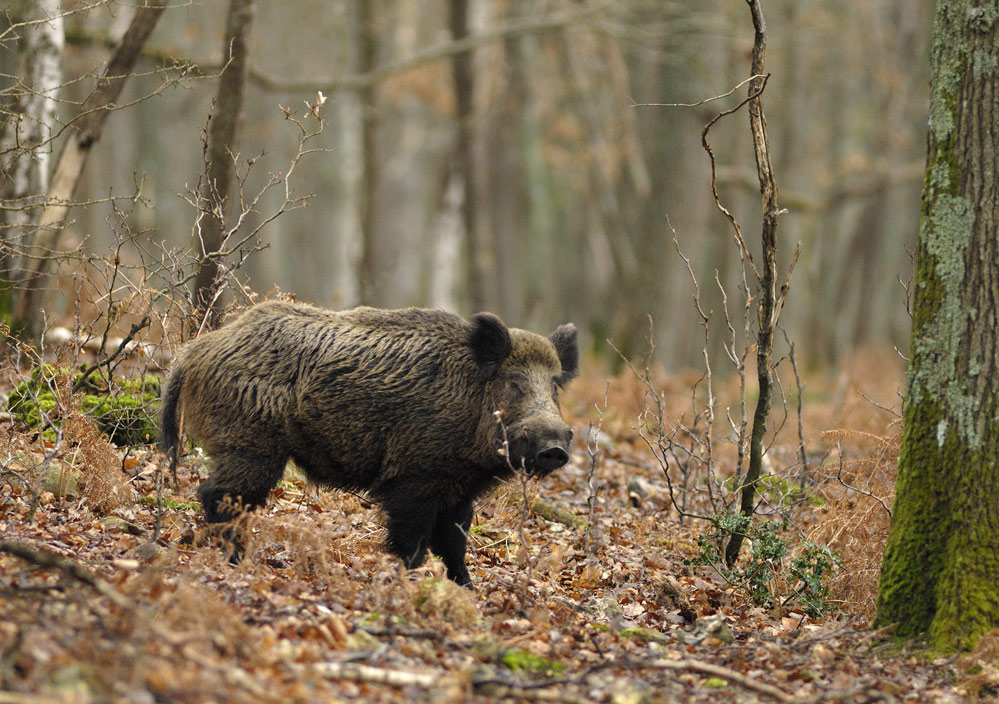 Sanglier d'europe