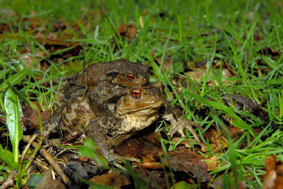 Crapaud commun ( amplexus axillaire )