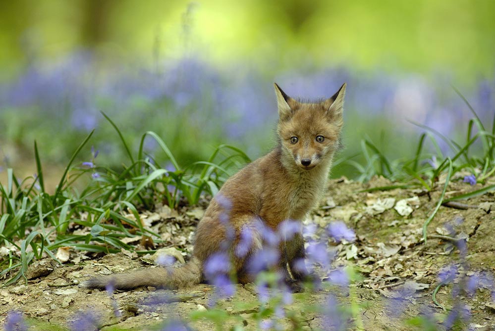 Renard roux ( jeune)