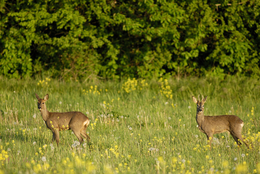 Chevreuil d'europe (couple)