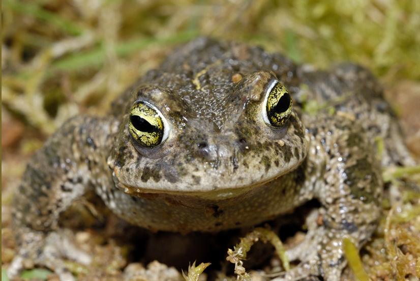 Crapaud calamite