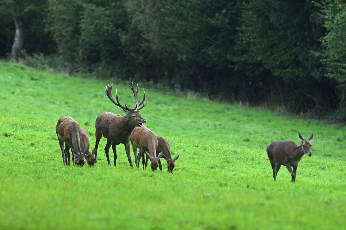 Cerf et son harpail.