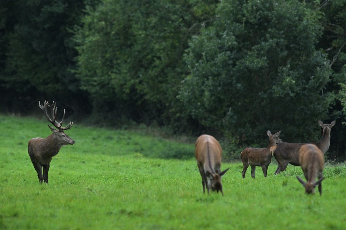 Cerf et son harpail.