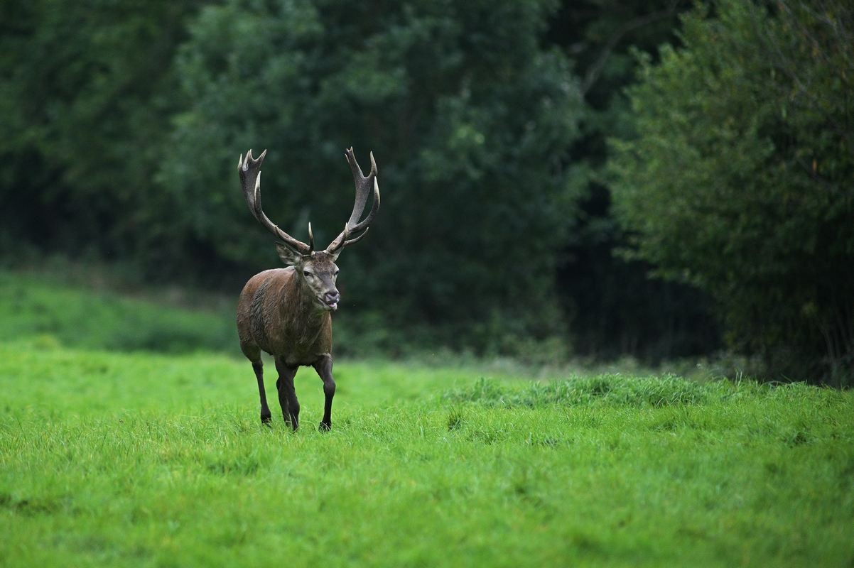 Grand cerf.