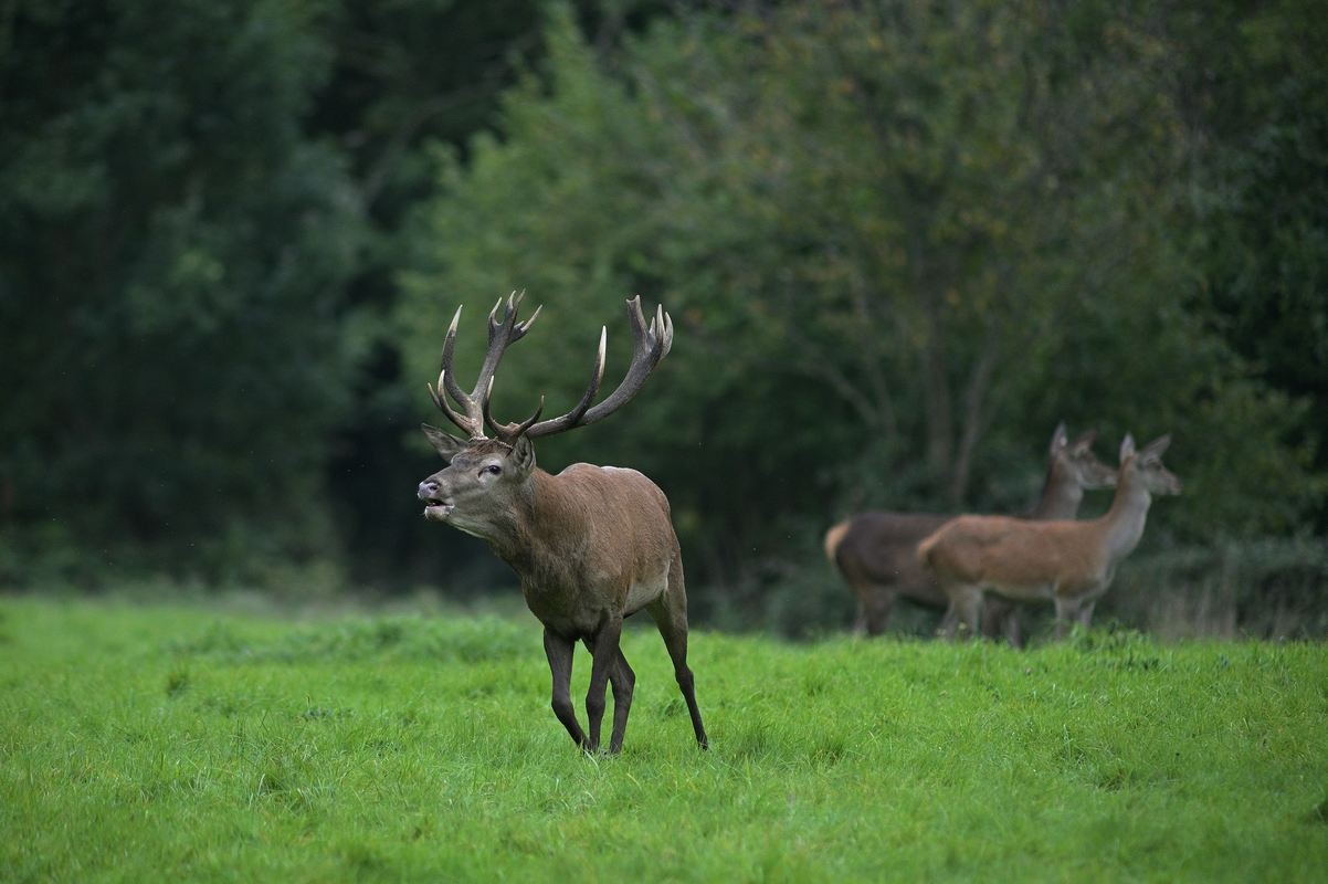 Grand cerf au brame.