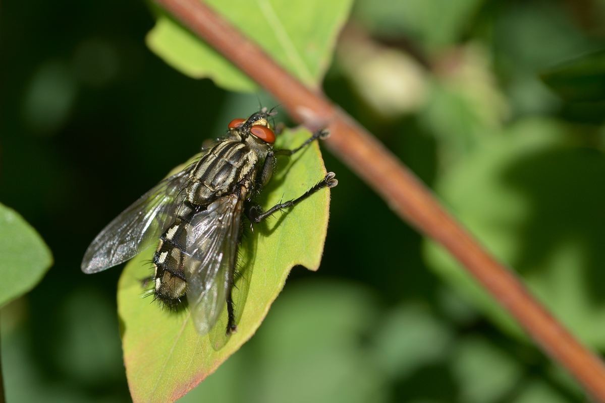 Mouche à damier.